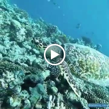 Veligandu Maldives Resort Island - Photo 3