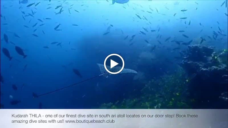 Boutique Beach All Inclusive Diving Hotel - Photo 5