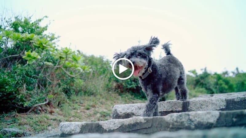 Conrad Hong Kong - Photo 5