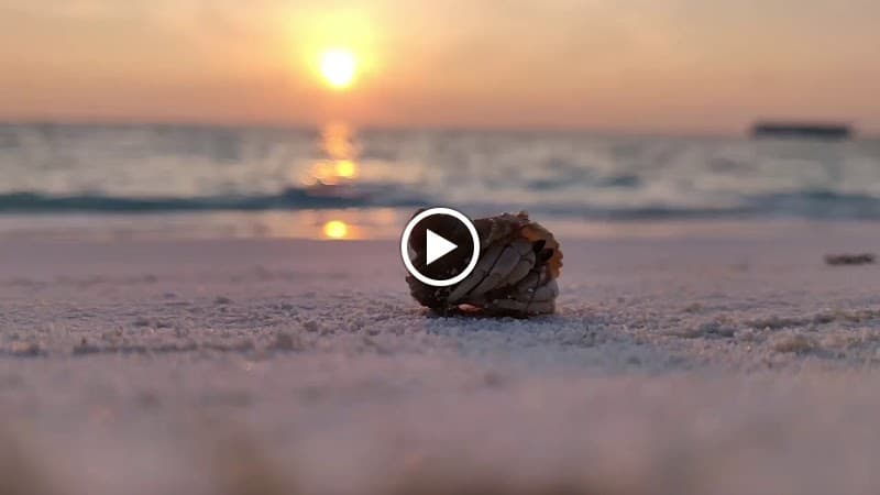 Conrad Maldives Rangali Island - Photo 8